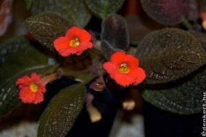 Árnyékvirág (Episcia reptans)