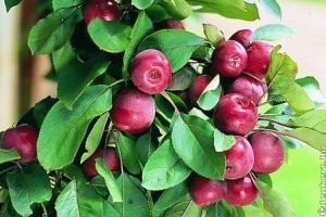 Kicsiny terek gyümölcsfái