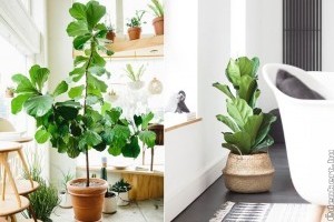Lantlevelű fikusz (Ficus lyrata)