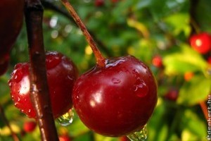 Tűrőképes csonthéjas gyümölcsfajok