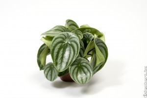 Márványlevél: egy igazán látványos szobanövény