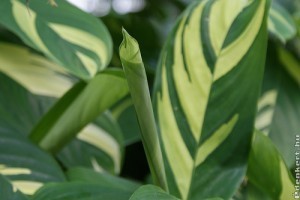 Lándzsadísz (Ctenanthe lubbersiana)