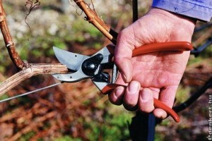 Szőlő metszése az első 3 évben: ezeket jobb, ha tudod!