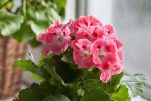 Nagyvirágú muskátli (Pelargonium domesticum)