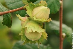 Ehető mogyorófajták