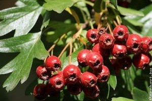 Természet kínálta vérnyomáscsökkentők