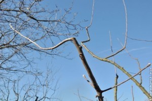 Újra roskadozni fog a fád! Így mentsd meg öreg almafádat