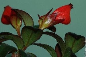 Aranyhalvirág (Hypocyrta glabra)