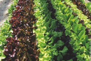 Tépő- és metélősaláta (Lactuca sativa var. secalina)