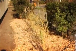 Virágzó Zugló - Ond vezér útja 1-3.