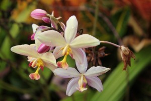 Hawaii kincsei
