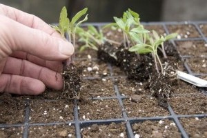 Növények tűzdelése és kiültetése egyszerűen