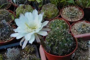 Echinopsis obrepanda