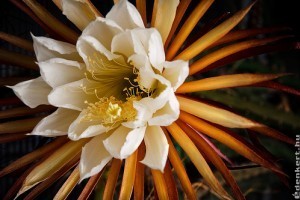 Éjkirálynőkaktusz (Selenicereus grandiflorus)