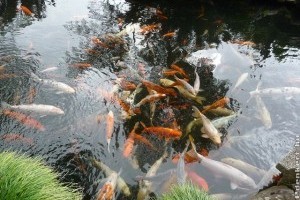 Kerti tóba nem telepíthető halfajok