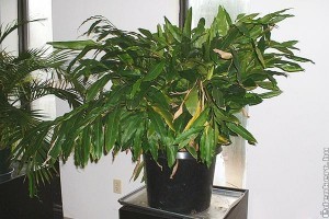 Malabári kardamom (Elettaria cardamomum)