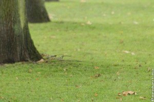 Mohátlanítás fák metszésével?