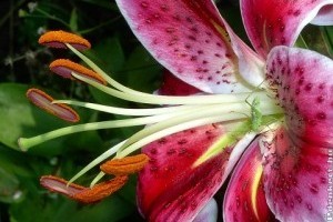 Megépítjük Édenkertjét - ízelítő!