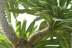 Nem minden pálma...