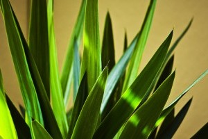 Yucca: az univerzális szobadísz
