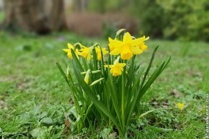 Praktikus kerti tanácsok márciusra