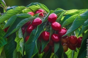 Cseresznyefa metszése - csak ekkor állhatsz neki a munkának!