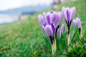 Tavaszi fűbeindítási tippek