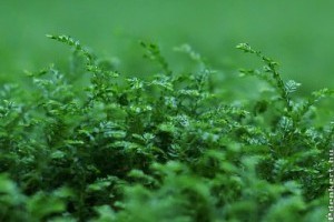 Dél-afrikai csipkeharaszt (Selaginella kraussiana)