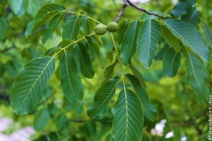 A diófák metszése