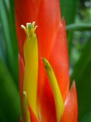 Pikkelyvirág (Vriesea splendens)
