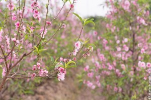 Őszibarackfát tavasszal ültessünk!