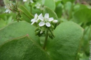 Téli porcsin a lakásban is nevelhető saláta