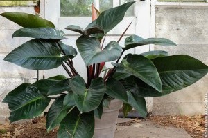 Pirosló filodendron (Philodendron erubesceus)