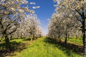 Ezekre figyelj, ha gyümölcsfákat ültetsz!