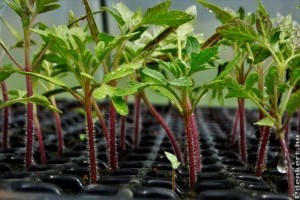 Melyik jobb: a vetőmag vagy a palánta?