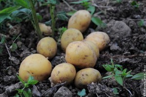 Ezzel a módszerrel hamarabb lehet új krumplink!