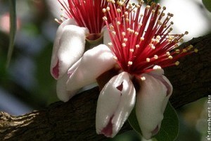 Brazil guava, mirtuszdió (Feijoa/Acca Sellowiana)