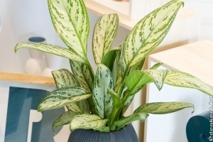 Rákvirág: a sötét sarkok igénytelen szobanövénye