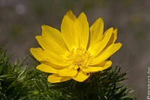 Tavaszi hérics (Adonis vernalis), az év vadvirága
