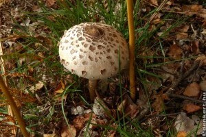 Nagy őzlábgomba (Macrolepiota procera): így tudod felismerni