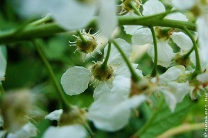 Az év fái - összesített lista 1996-tól napjainkig