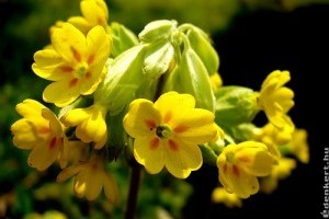 Hasznos fonálféreg bevetés a növényvédelem során