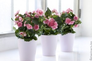 Nőnapra: pompás ajándék egy virágzó begónia