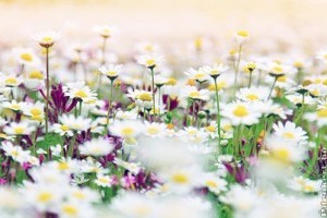 Fehér virágsziget tervezése