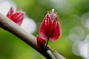 Goethe mályva (Goethea strictiflora)
