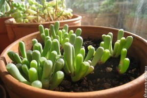 Fehér ablakvirág (Fenestraria rhopalophylla)