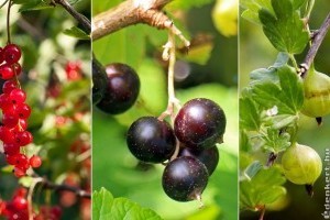 Mi a különbség a ribiszke és a ribiszkeköszméte között?