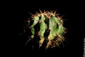 Ördögnyelvkaktusz (Ferocactus latispinus)