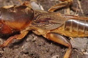 Ez a kártevő rosszabb, mint a vakond! Így érdemes védekezni lótetű ellen!