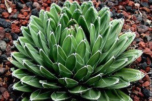 Királynői agáve (Agave victoriae-reginae)